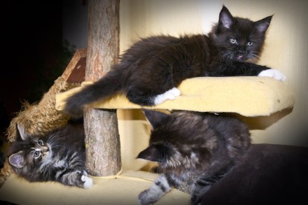 Чистокровные котята мейн-кун, дата рождения 18.12.2017 года.
В наличии три котё. . фото 10