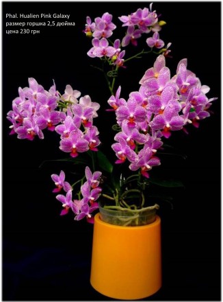 Есть в наличии подростки орхидей размера 1,7 и 2,5. Также есть ароматные,  воско. . фото 8