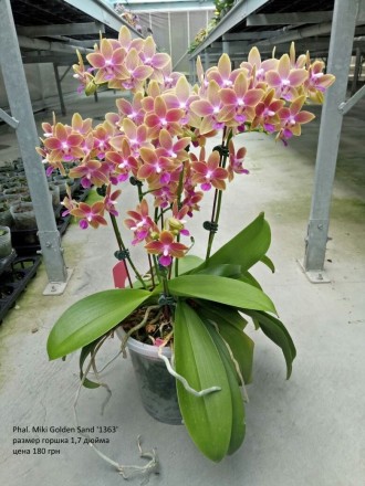 Есть в наличии подростки орхидей размера 1,7 и 2,5. Также есть ароматные,  воско. . фото 10