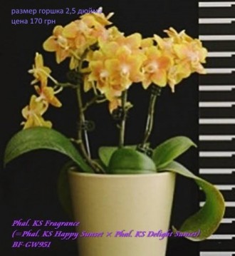 Есть в наличии подростки орхидей размера 1,7 и 2,5. Также есть ароматные,  воско. . фото 2