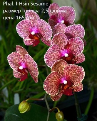 Есть в наличии подростки орхидей размера 1,7 и 2,5. Также есть ароматные,  воско. . фото 6