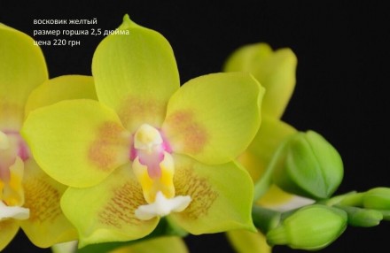 Есть в наличии подростки орхидей размера 1,7 и 2,5. Также есть ароматные,  воско. . фото 7