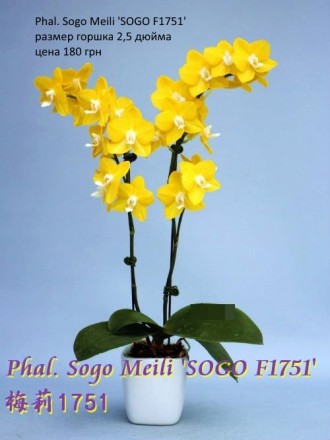 Есть в наличии подростки орхидей размера 1,7 и 2,5. Также есть ароматные,  воско. . фото 5