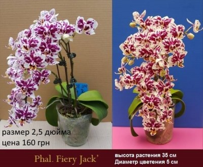 Есть в наличии подростки орхидей размера 1,7 и 2,5. Также есть ароматные,  воско. . фото 12