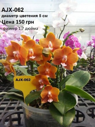 Есть в наличии подростки орхидей размера 1,7 и 2,5. Также есть ароматные,  воско. . фото 13