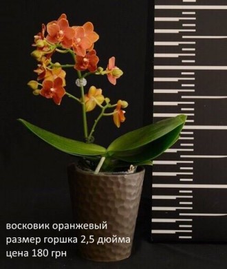 Есть в наличии подростки орхидей размера 1,7 и 2,5. Также есть ароматные,  воско. . фото 9