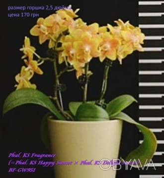 Есть в наличии подростки орхидей размера 1,7 и 2,5. Также есть ароматные,  воско. . фото 1