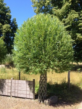 Ексклюзивне живе плетене дерево "Зелена Корона" (датське коріння)  закладка 2018. . фото 8