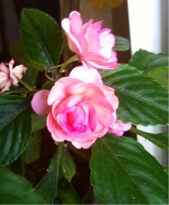 Бальзамін Уоллера ніжно-рожевий махровий. Кожна квітка як маленька трояндочка. Н. . фото 2