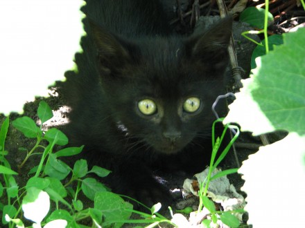 Чёрные милые котята готовы  к переезду к своим новым хозяевам. Мама наполовину б. . фото 9