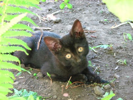 Чёрные милые котята готовы  к переезду к своим новым хозяевам. Мама наполовину б. . фото 5