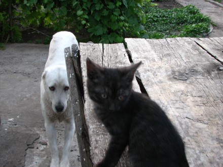Чёрные милые котята готовы  к переезду к своим новым хозяевам. Мама наполовину б. . фото 12