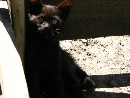 Чёрные милые котята готовы  к переезду к своим новым хозяевам. Мама наполовину б. . фото 6