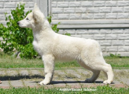 продаются мальчики, породы белая швейцарская овчарка. щенки с полной родословной. . фото 2