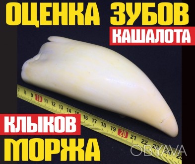 Продать зуб кашалота в Одессе и всей Украине. Перед продажей Вы сможете оценить . . фото 1