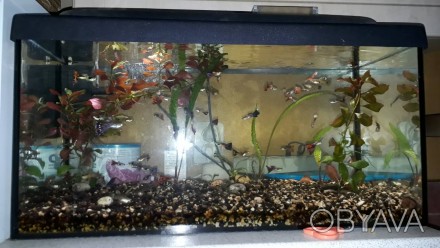 Продам аквариумных живородящих рыбок Гуппи. . фото 1