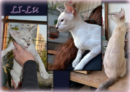 Принимаем предложения о резервировании сиамо-ориентальных котят от чистокровных . . фото 3