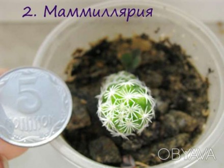 Маммиллярия Паркинсона (Mammillaria parkinsonii) – небольшой кактус с шаровидным. . фото 1