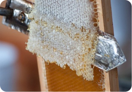 Забрус - продукт с крышечек сот и мёда образованный в процессе отбора мёда с сот. . фото 4