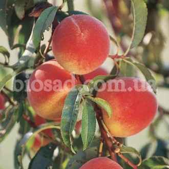 Указана оптовая цена от 1000 штук.

Высокоурожайный сорт персика, среднего сро. . фото 2