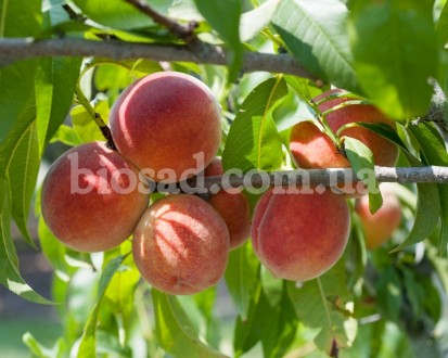 Указана оптовая цена от 1000 штук.

Высокоурожайный сорт персика, среднего сро. . фото 4