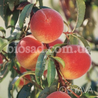 Указана оптовая цена от 1000 штук.

Высокоурожайный сорт персика, среднего сро. . фото 1