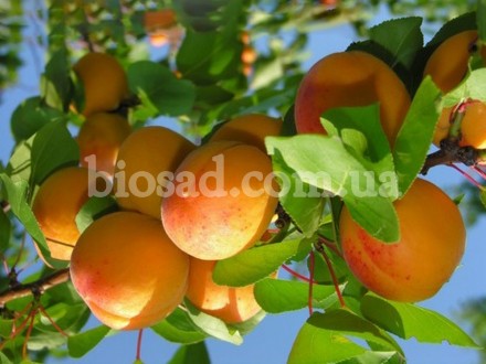 Указана оптовая цена от 1000 штук.

Высокоурожайный сорт абрикоса, среднего ср. . фото 3