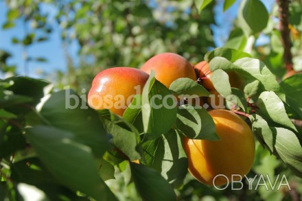 Указана оптовая цена от 1000 штук.

Высокоурожайный сорт абрикоса, среднего ср. . фото 1