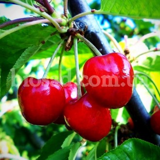 Указана оптовая цена от 1000 штук.

Высокоурожайный сорт вишни, среднего срока. . фото 3