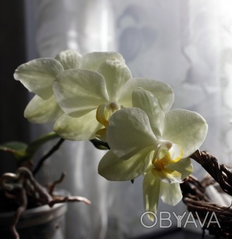 Продам орхидею фаленопсис. Размер - миди. Цветет нежными желто-лимонными цветами. . фото 1