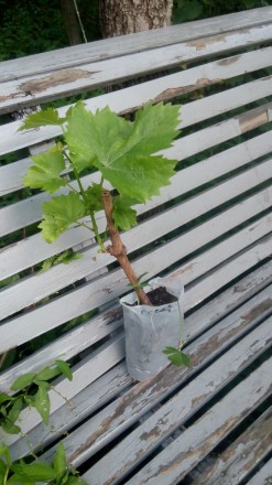 Якщо Ви не готові чекати до осені. Пропонуємо Вам вегетуючі саджанці винограду. . . фото 3
