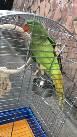 В районе Березняков 06.07.2018 пропал александрийский попугай (девочка), 50 см в. . фото 2