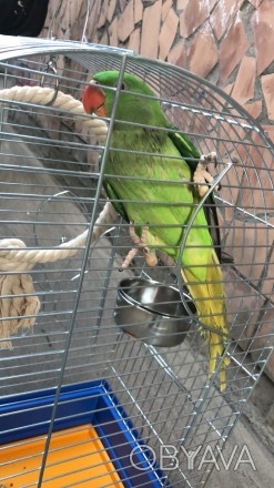 В районе Березняков 06.07.2018 пропал александрийский попугай (девочка), 50 см в. . фото 1