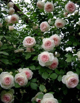 Продам саженцы коллекционных сортов роз по доступным ценам. Пока еще есть выбор,. . фото 5