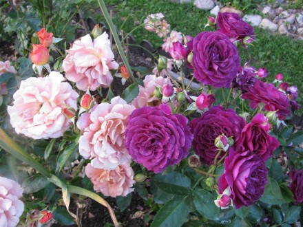 Продам саженцы коллекционных сортов роз по доступным ценам. Пока еще есть выбор,. . фото 2