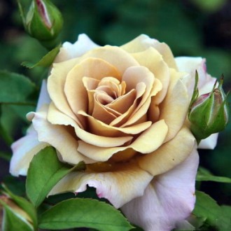Продам саженцы коллекционных сортов роз по доступным ценам. Пока еще есть выбор,. . фото 7