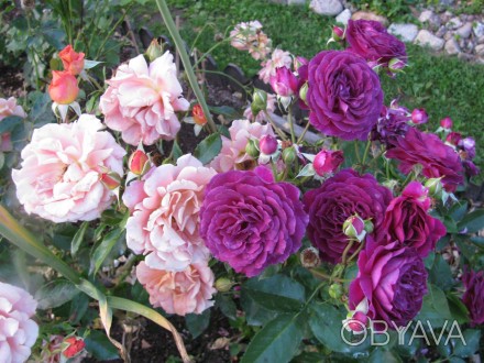 Продам саженцы коллекционных сортов роз по доступным ценам. Пока еще есть выбор,. . фото 1