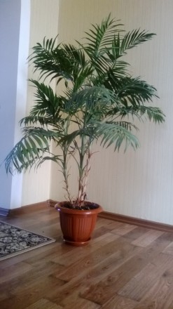 Пальма Коллиния изящная или Неанта красивая. 10 лет. В вазоне 3 шт. Высота 1,7 м. . фото 4