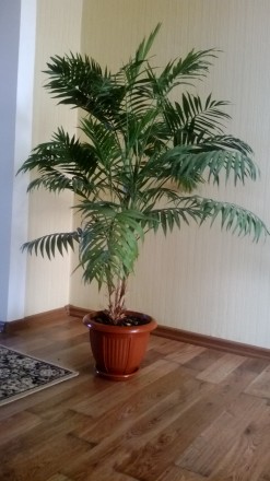 Пальма Коллиния изящная или Неанта красивая. 10 лет. В вазоне 3 шт. Высота 1,7 м. . фото 3