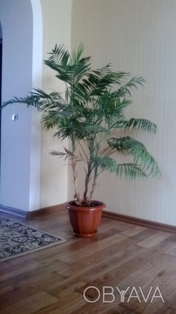 Пальма Коллиния изящная или Неанта красивая. 10 лет. В вазоне 3 шт. Высота 1,7 м. . фото 1