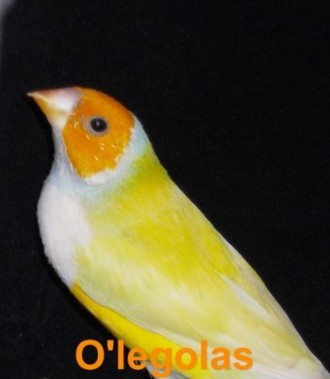 Aмадина Гульда - очень красивая маленькая птичка, похожая на попугайчика, но гул. . фото 7