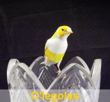 Aмадина Гульда - очень красивая маленькая птичка, похожая на попугайчика, но гул. . фото 4