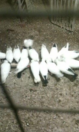 Породам белых чёрнохвостых лахматоногих голубей бакинской породы.. . фото 4