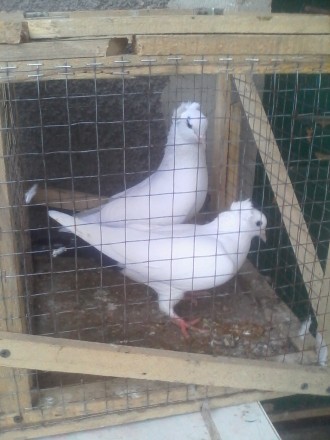 Породам белых чёрнохвостых лахматоногих голубей бакинской породы.. . фото 7