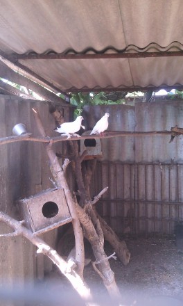 Породам белых чёрнохвостых лахматоногих голубей бакинской породы.. . фото 3