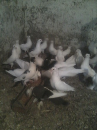 Породам белых чёрнохвостых лахматоногих голубей бакинской породы.. . фото 6