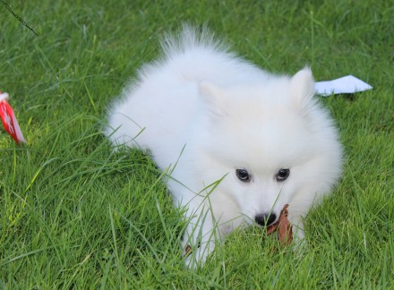Продам щеночков японского шпица с шикарной родословной.
Элитные щенки японского. . фото 6