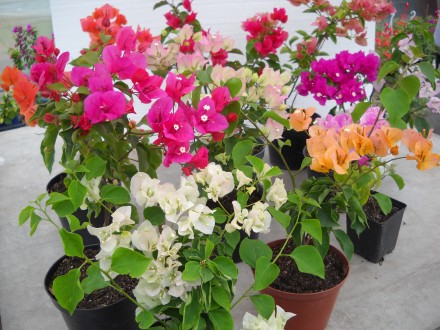 Предлагаю цветущие саженцы бугенвиллеи 
На фото продаваемые растения 
Возможен. . фото 2