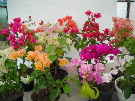 Предлагаю цветущие саженцы бугенвиллеи 
На фото продаваемые растения 
Возможен. . фото 3