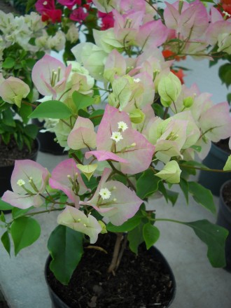 Предлагаю цветущие саженцы бугенвиллеи 
На фото продаваемые растения 
Возможен. . фото 5